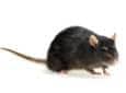 Norway Rat norway rat