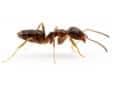 odorous house ant