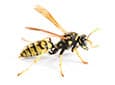 paper wasp