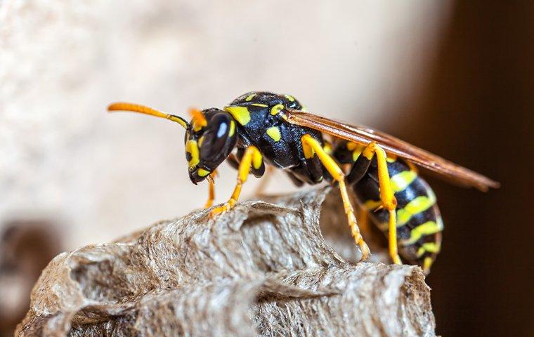 wasp on a nest