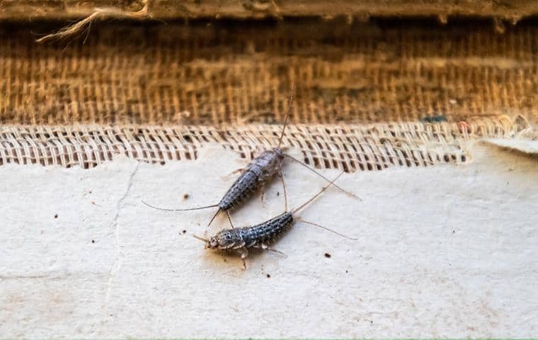 Occasional Invader Articles silverfish in a nashville home