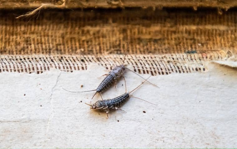 silverfish in a nashville home