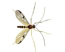 fungus gnat illustration