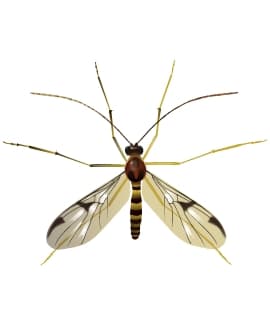 Find Out If Fungus Gnats Are A Dangerous Pest vertical fungus gnat