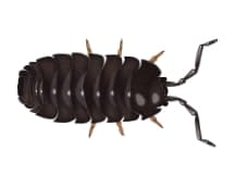 pill bug illustration