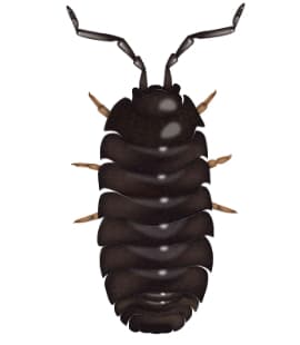 Learn How To Identify Pill Bugs illustration of pill bug