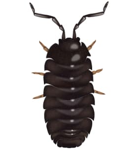 illustration of pill bug