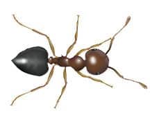 Learn More About Acrobat Ants acrobat ant illustration