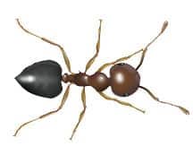 acrobat ant illustration