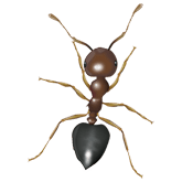 acrobat ant