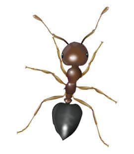 Learn How To Identify Acrobat Ants illustration of an acrobat ant