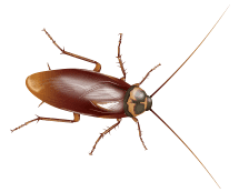 Learn More About American Cockroaches american cockroach illustration