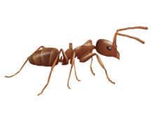 illustration of argentine ant