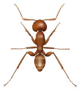 argentine ant illustration