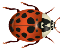 asian lady beetle illustration