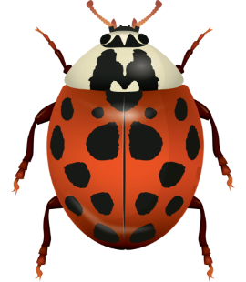 Asian Lady Beetles Are Common In Tennessee asian lady beetles in franklin tn