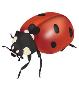 asian lady beetles in franklin tn