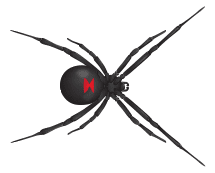 Learn More About Black Widow Spiders black widow spider illustration