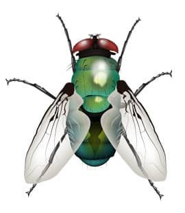 detailed illustration of bottle fly