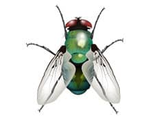 Learn More About Bottle Flies bottle fly illustration