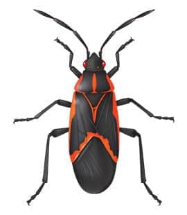 Box Elder Bugs Our Common Throughout Tennessee box elder bugs in middle tennessee
