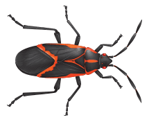 illustration of a box elder bug