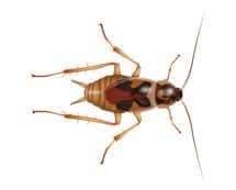 Learn How To Identifiy Brown Banded Cockroaches brown banded cockroach illustration on gray background