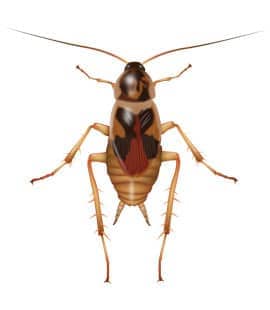 Learn More About Brown Banded Cockroaches brown banded cockroach