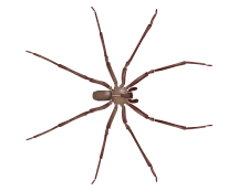 Learn More About Brown Recluse Spiders brown recluse spider illustration