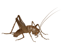 camel crickets illustration