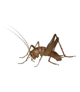 Camel Crickets Populations Continue To Rise Throughout Middle Tenneessee camel crickets in franklin tennessee