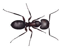 Learn More About Carpenter Ants carpenter ant illustration