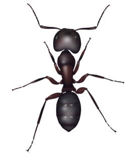 Carpenter Ants Can Cause Big Problems In Homes carpenter ant in brentwood tn