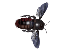 carpenter bee illustration