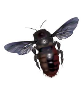 Carpenter Bees Are Common In Middle TN carpenter bee in nashville