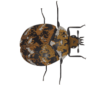 carpet beetles illustration