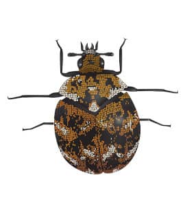Carpet Beetle Populations Continue To Rise Throughout Middle Tenneessee carpet beetles in franklin tennessee