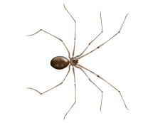 cellar spiders illustration