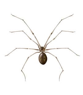 Cellar Spiders Populations Continue To Rise Throughout Middle Tenneessee cellar spiders in franklin tennessee