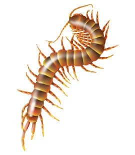Centipedes Populations Continue To Rise Throughout Middle Tenneessee centipedes in franklin tennessee
