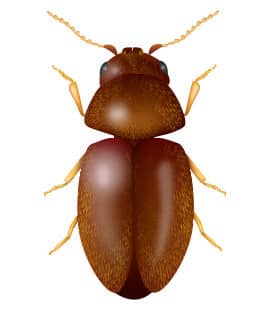 Learn How To Identify Cigarette Beetles illustration of cigarette beetle
