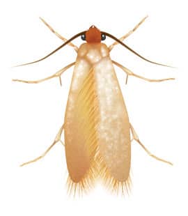 Clothes Moth On The Rise Throughout Middle Tenneessee clothes moths in franklin tennessee