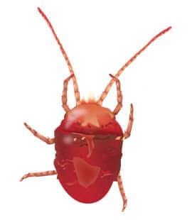 Learn More About Clover Mites In Middle Tennessee clover mites in middle tn