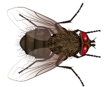Learn More About Cluster Flies cluster fly on gray background