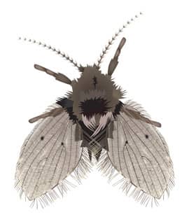 drain fly illustration