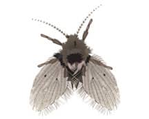 drain fly