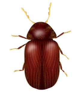 Learn How To Identify Drug Store Beetles illustration of drug store beetle