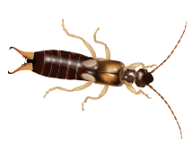 illustration of an earwig