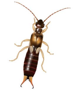 Earwigs Populations Continue To Rise Throughout Middle Tenneessee earwigs in franklin tennessee