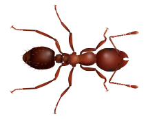 Learn More About Fire Ants illustration of a fire ant